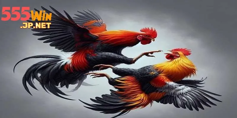 Đá gà 555win có sức hút đặc biệt với mọi thành viên